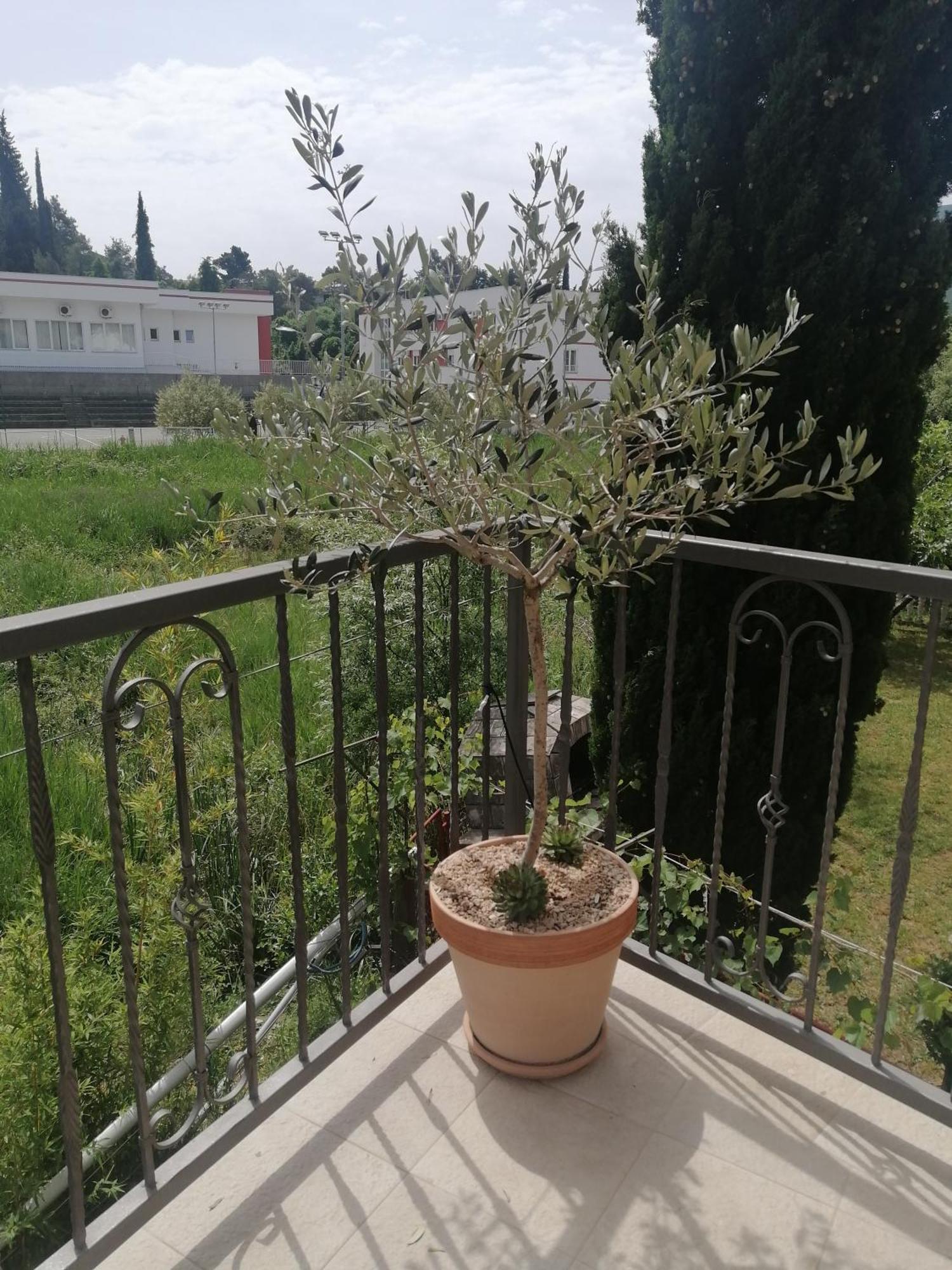 Apartmani Sport Igalo Herceg Novi Habitación foto